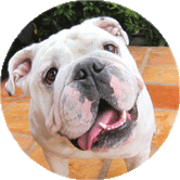 Bluto the Bulldog