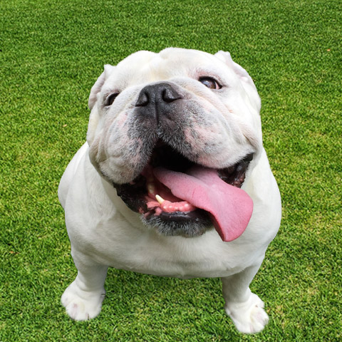 bluto-photo